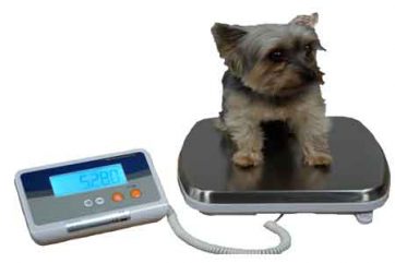 veterinary vet scales Dog scale. Veterinary hospital scale